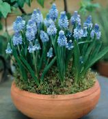 フォト ポットの花 ムスカリ 草本植物, Muscari ライトブルー