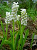 hvid Drue Hyacinth Urteagtige Plante