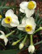 mynd  Blómapotti, Daffy Niður Dilly herbaceous planta, Narcissus hvítur