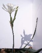 photo Pot Flowers Sea Daffodil, Sea Lily, Sand Lily herbaceous plant, Pancratium white
