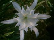 fotografija Sobne cvetje Morska Narcisa, Morska Lilija, Pesek Lily travnate, Pancratium bela