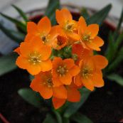 foto Flores de salón Caídos Estrella De Belén herbáceas, Ornithogalum naranja