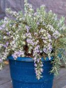 zdjęcie Pokojowe Kwiaty Rozmaryn krzaki, Rosmarinus jasnoniebieski
