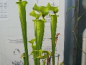 фотографија Затворене Цветови Питцхер Плант травната, Sarracenia зелен