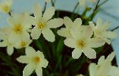 foto Pote flores Sparaxis planta herbácea branco