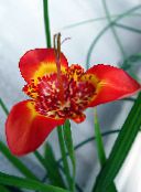 Tigridia, Mexican Shell-Flower