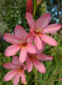 フォト ポットの花 Tritonia 草本植物 ピンク