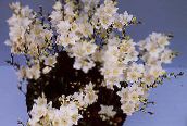 photo des fleurs en pot Tritonia herbeux blanc