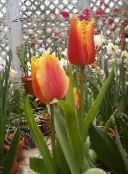 fotografija Sobne cvetje Tulipan travnate rdeča
