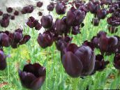 foto Unutarnja Cvjetovi Lala zeljasta biljka, Tulipa vinski