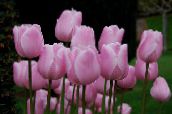 fénykép Pot Virágok Tulipán lágyszárú növény, Tulipa rózsaszín