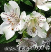 foto Pote flores Peruvian Lily planta herbácea, Alstroemeria branco