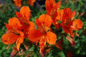 oranžový Peruánsky Lily Trávovitý