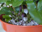 снимка Интериорни цветове Мишката Опашката За Растителна тревисто, Arisarum proboscideum винен