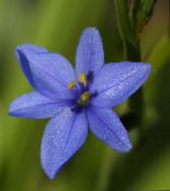 Blue Corn Lily