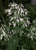mynd Pottinn blóm Renga Lily, Rokk-Lily herbaceous planta, Arthropodium hvítur