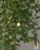 fotoğraf Saksı çiçekleri Merkezi Amerikan Bellflower asılı bitki, Codonanthe beyaz