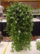 foto  Mellemamerikanske Klokkeblomst hængende plante, Codonanthe hvid