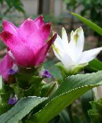 fotoğraf Saksı çiçekleri Zerdeçal otsu bir bitkidir, Curcuma pembe