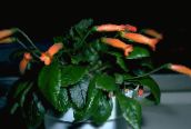 foto Pote flores Gesneria planta herbácea laranja