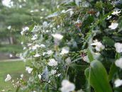 フォト ポットの花 タヒチアンブライダルベール 草本植物, Gibasis ホワイト