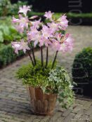 photo Pot Flowers Belladonna Lily, March Lily, Naked Lady herbaceous plant, Amaryllis white