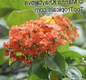 フォト ポットの花 蘭の木, Bauhinia 赤