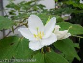 fotografie Oală Flori Copac Orhidee, Bauhinia alb