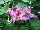 fotografie Oală Flori Copac Orhidee, Bauhinia liliac