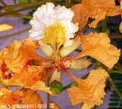 照片 盆花 皇家园林，华丽的树, Delonix regia 橙