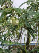 照片 盆花 红Rattlebox 灌木, Sesbania 白