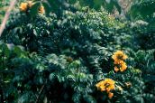 фото Комнатные цветы Спатодея (Африканское тюльпанное дерево) деревья, Spathodea желтый