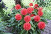 photo Pot Flowers Paint Brush, Blood Lily, Sea Egg, Powder Puff herbaceous plant, Haemanthus red