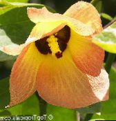 foto Podu Ziedi Asian Portoe, Punduris Asian Portia, Jūra Hibiscus koks, Thespesia oranžs