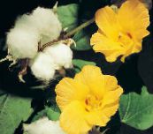 foto Topfblumen Gossypium, Baumwollpflanze sträucher gelb