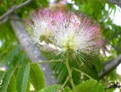 フォト ポットの花 合歓 木, Albizia julibrissin ピンク