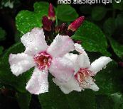 フォト ポットの花 ストロファンツス つる植物, Strophanthus ピンク