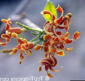 フォト ポットの花 ストロファンツス つる植物, Strophanthus オレンジ