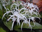 foto Topfblumen Spinnenlilie grasig, Hymenocallis-caribaea weiß