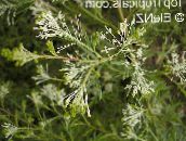 フォト ポットの花 グレビレア 低木, Grevillea sp. ホワイト