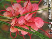 fotografija Sobne cvetje Grevillea grmi, Grevillea sp. rdeča