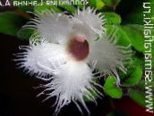 foto Podu Ziedi Alsobia karājas augs balts