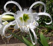 photo Pot Flowers Spider Lily, Ismene, Sea Daffodil herbaceous plant, Hymenocallis-festalis white