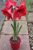 photo Pot Flowers Amaryllis herbaceous plant, Hippeastrum red