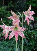 photo Pot Flowers Amaryllis herbaceous plant, Hippeastrum pink