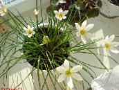 photo Pot Flowers Rain Lily,  herbaceous plant, Zephyranthes white