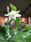 foto Topfblumen Amazon Lily grasig, Eucharis weiß