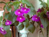 photo  Magic Flower, Nut Orchid hanging plant, Achimenes lilac