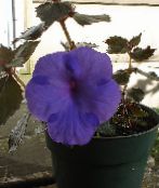 photo  Magic Flower, Nut Orchid hanging plant, Achimenes dark blue
