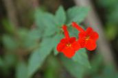 photo  Magic Flower, Nut Orchid hanging plant, Achimenes red